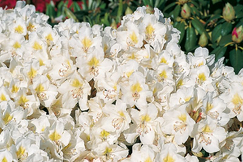Rhododendron Hybride 'Cunningham's Snow White' - Rhododendron-Hybride 'Cunningham's Snow White'