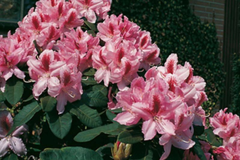 Rhododendron Hybride 'Furnivall's Daughter' - Rhododendron-Hybride 'Furnivalls Daughter'