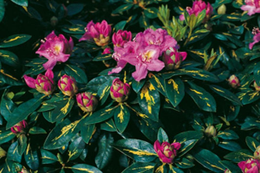 Rhododendron Hybride 'Goldflimmer' - Rhododendron-Hybride 'Goldflimmer'