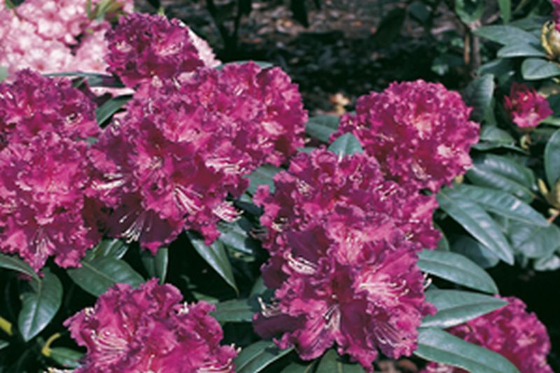 Rhododendron Hybride 'Lilofee' - Rhododendron-Hybride 'Lilofee'