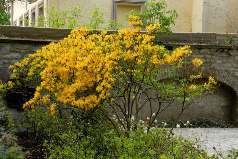 Rhododendron luteum - Rhododendron luteum