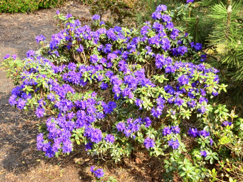 Rhododendron russatum 'Enziana' - Rhododendron russatum 'Enziana'