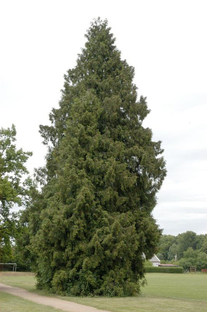 Thuja plicata - Riesen-Lebensbaum