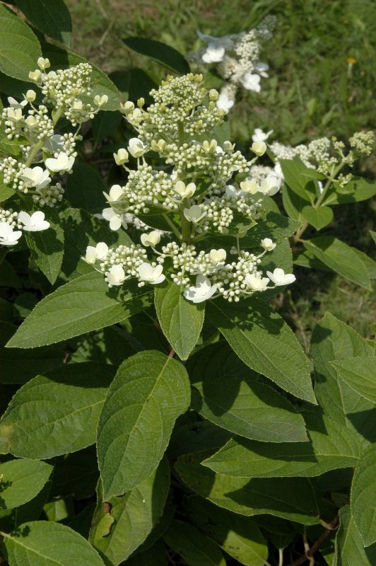Hydrangea paniculata 'Grandiflora' - Rispenhortensie 'Grandiflora'