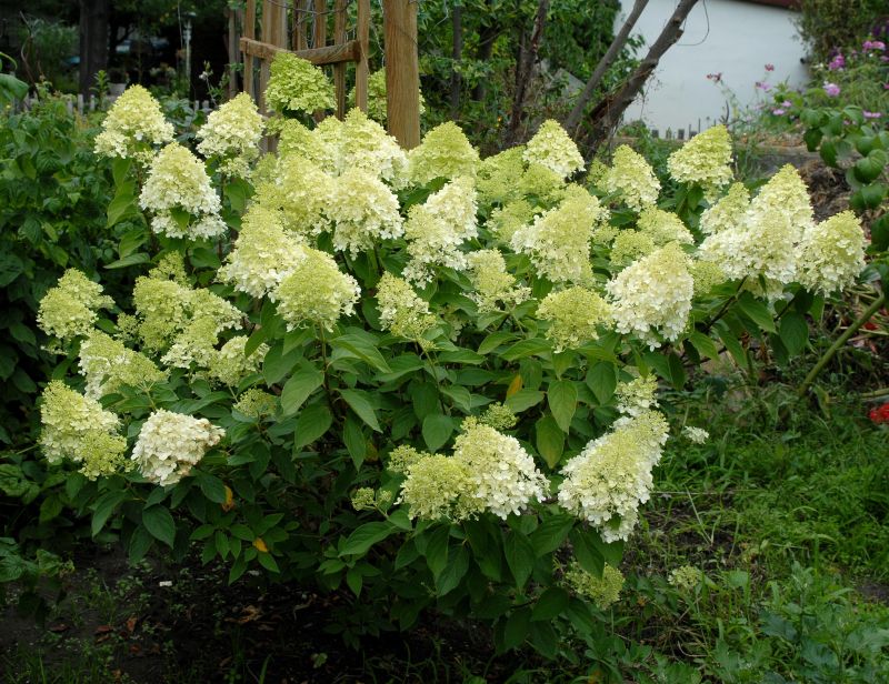 Hydrangea paniculata 'Limelight' -S- - Rispenhortensie 'Limelight' -S-