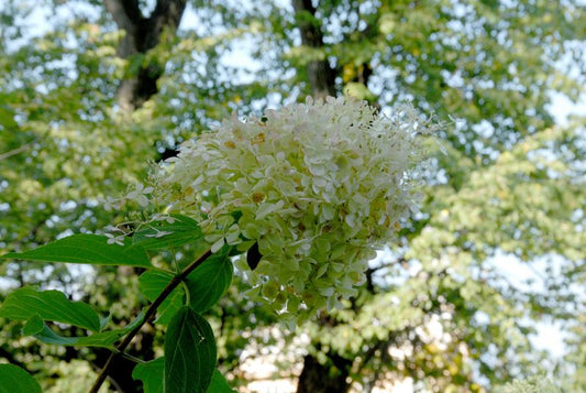 Hydrangea paniculata 'Phantom' - Rispenhortensie 'Phantom'