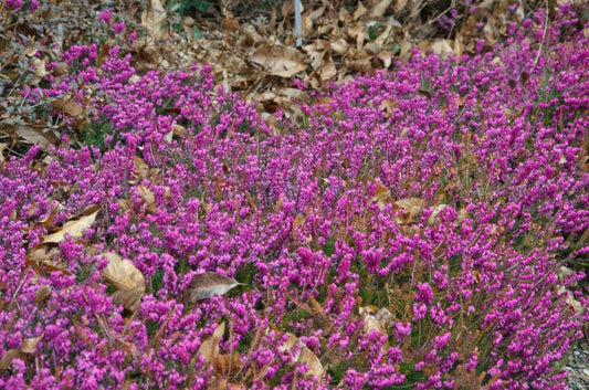 Erica carnea 'Myretoun Ruby' - Rötliche Märzenheide