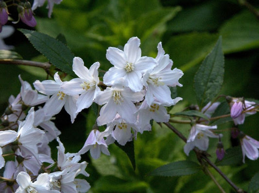 Deutzia rosea - Rosa Maiblumenstrauch