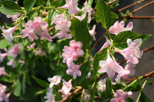 Weigela florida - Rosa Weigelie