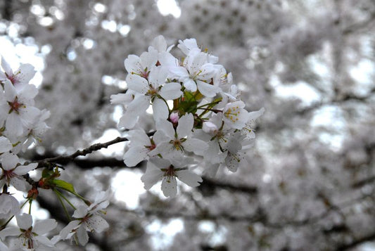 Prunus subhirtella 'Autumnalis Rosea' CAC - Rosa Winterkirsche 'Autumnalis Rosea'