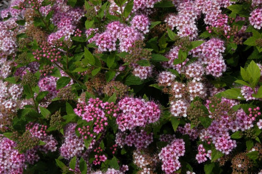 Spiraea japonica 'Little Princess' - Rosa Zwergspiere