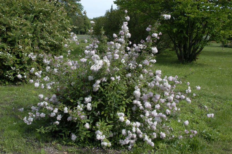 Deutzia hybrida 'Mont Rose' - Rosendeutzie