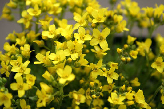 Draba aizoides - Rosettiges Felsenblümchen