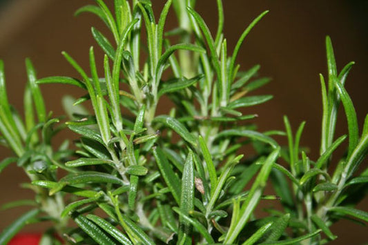 Rosmarinus officinalis - Rosmarin