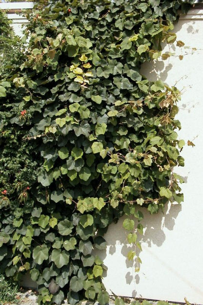 Vitis coignetiae - Rostrote Rebe,Scharlachwein