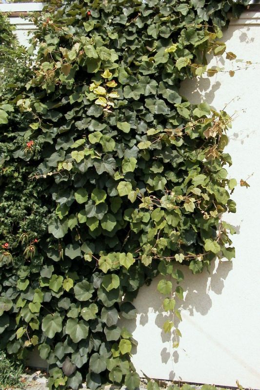 Vitis coignetiae - Rostrote Rebe,Scharlachwein
