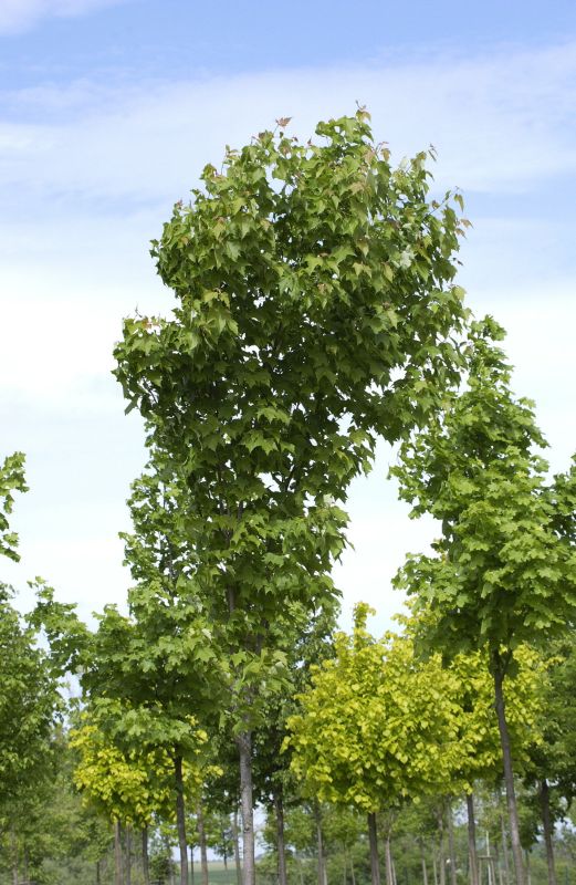 Acer rubrum 'Scanlon' - Rotahorn 'Scanlon'