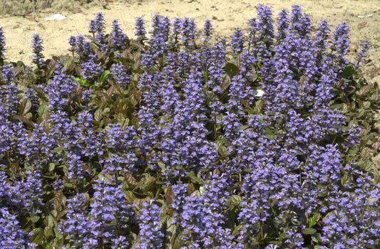 Ajuga reptans 'Atropurpurea' - Rotblättriger Garten-Günsel