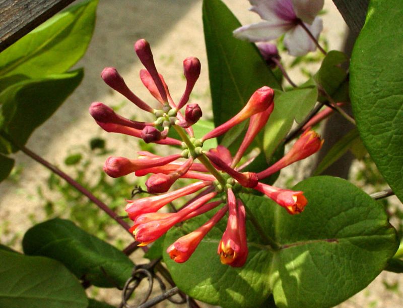 Lonicera brownii 'Dropmore Scarlet' - Rote Geißschlinge