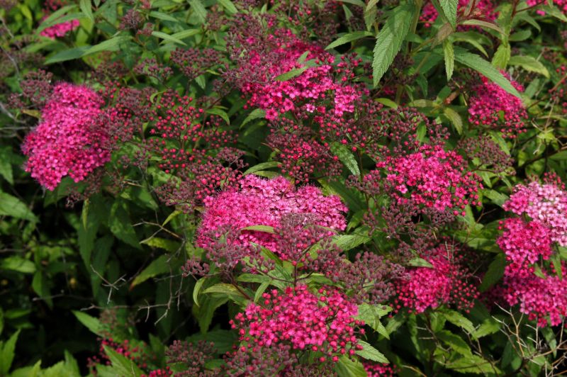Spiraea japonica 'Anthony Waterer' - Rote Sommerspiere Anthony Waterer