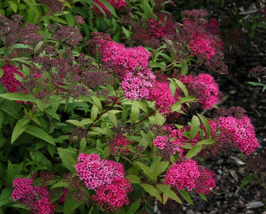 Spiraea japonica 'Anthony Waterer Sapho' - Rote Sommerspiere 'Sapho'