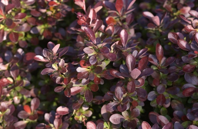 Berberis thunbergii 'Bagatelle' - Rote Zwergberberitze 'Bagatelle'