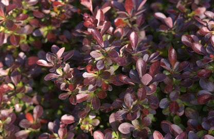 Berberis thunbergii 'Bagatelle' - Rote Zwergberberitze 'Bagatelle'