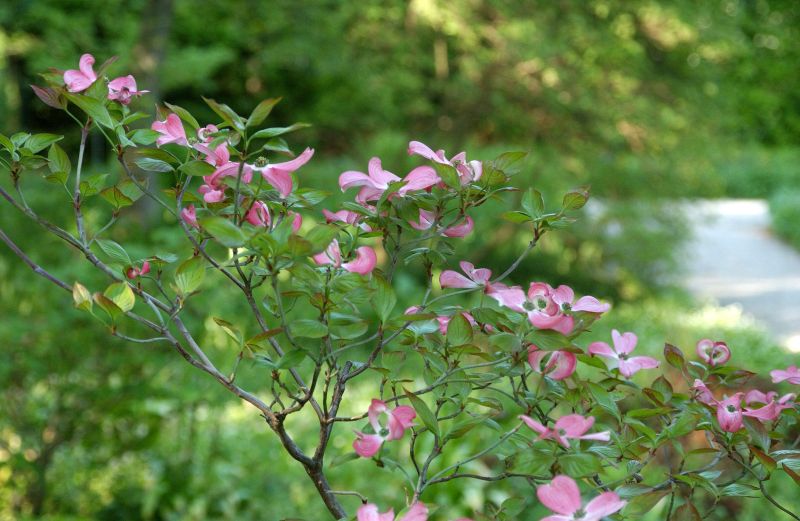 Cornus florida 'Rubra' - Roter Blumen-Hartriegel 'Rubra'