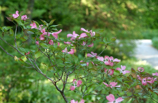 Cornus florida 'Rubra' - Roter Blumen-Hartriegel 'Rubra'
