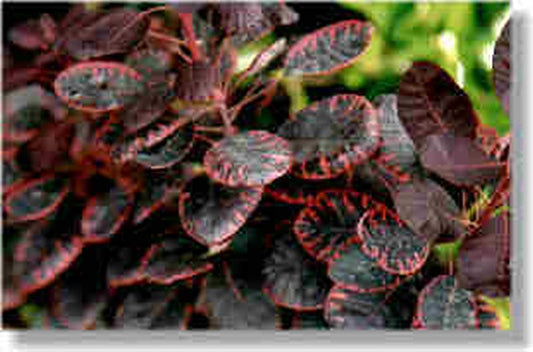 Cotinus coggygria 'Royal Purple' - Roter Perückenstrauch 'Royal Purple'