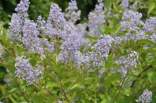 Ceanothus delilianus 'Gloire de Versailles' - Säckelblume 'Glorie de Versailles'
