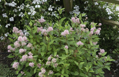 Ceanothus pallidus 'Marie Simon' - Säckelblume 'Marie Simon'