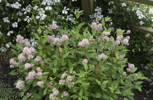 Ceanothus pallidus 'Marie Simon' - Säckelblume 'Marie Simon'