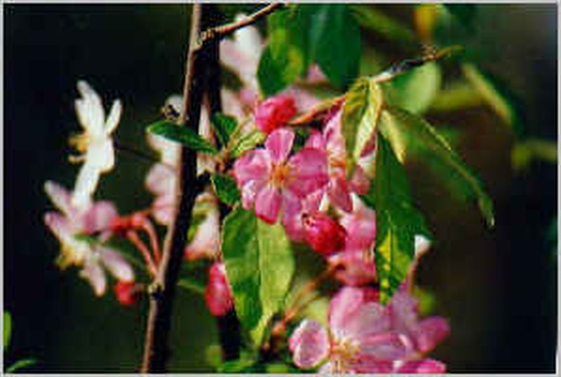 Malus Ballerina ® 'Maypole' -S- CAC - Säulenapfel Ballerina ® 'Maypole' -S-