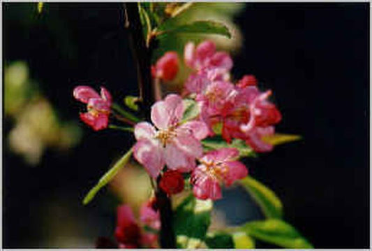 Malus Ballerina ® 'Waltz' -S- CAC - Säulenapfel Ballerina ® 'Waltz' -S-