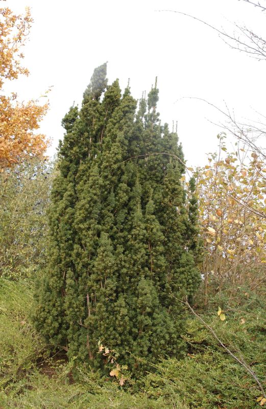 Taxus media 'Stricta Viridis' - Säuleneibe 'Stricta Viridis'