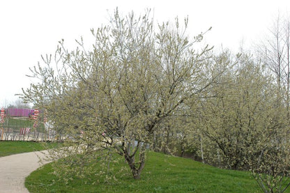 Salix caprea - Salweide