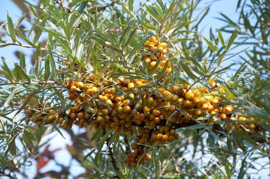 Hippophae rhamnoides 'Hergo' - Sanddorn, weibl.'Hergo'