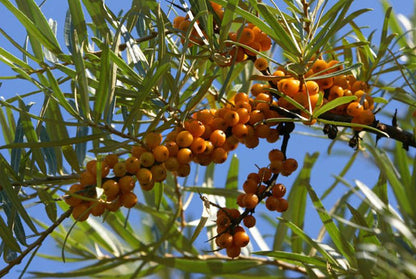 Hippophae rhamnoides 'Leikora' - Sanddorn, weibl.'Leikora'