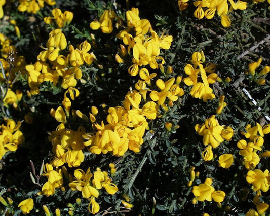 Genista pilosa 'Vancouver Gold' - Sandginster 'Vancouver Gold'