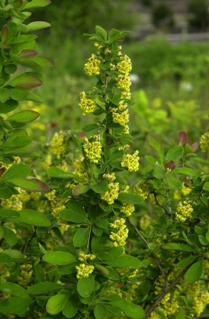 Berberis vulgaris - Sauerdorn