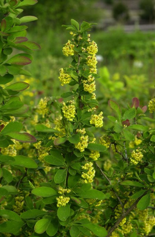 Berberis vulgaris - Sauerdorn