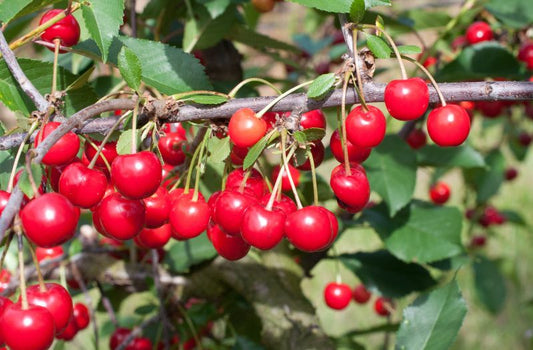 Prunus cer.'Heimanns Rubinweichs.' CAC - Sauerkirsche 'Heimanns Rubinweichsel'