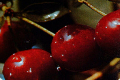 Prunus cerasus 'Karneol' CAC - Sauerkirsche 'Karneol' 7.KW