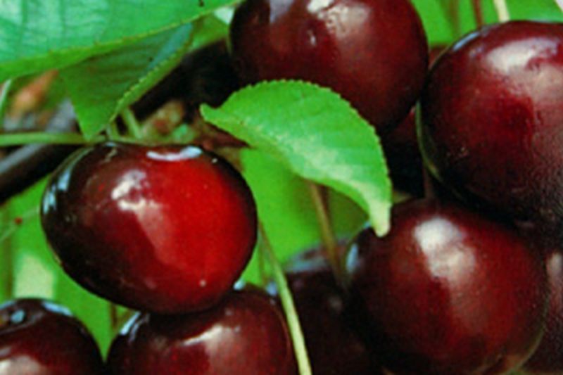 Prunus cerasus 'Morellenfeuer' CAC - Sauerkirsche 'Morellenfeuer'