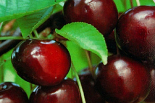 Prunus cerasus 'Morellenfeuer' CAC - Sauerkirsche 'Morellenfeuer'