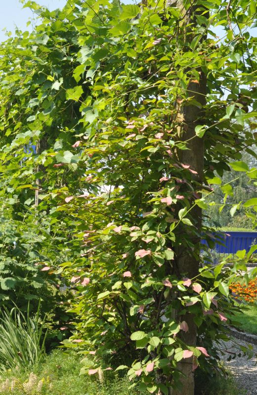 Actinidia kolomikta - Scharfzähniger Strahlengriffel