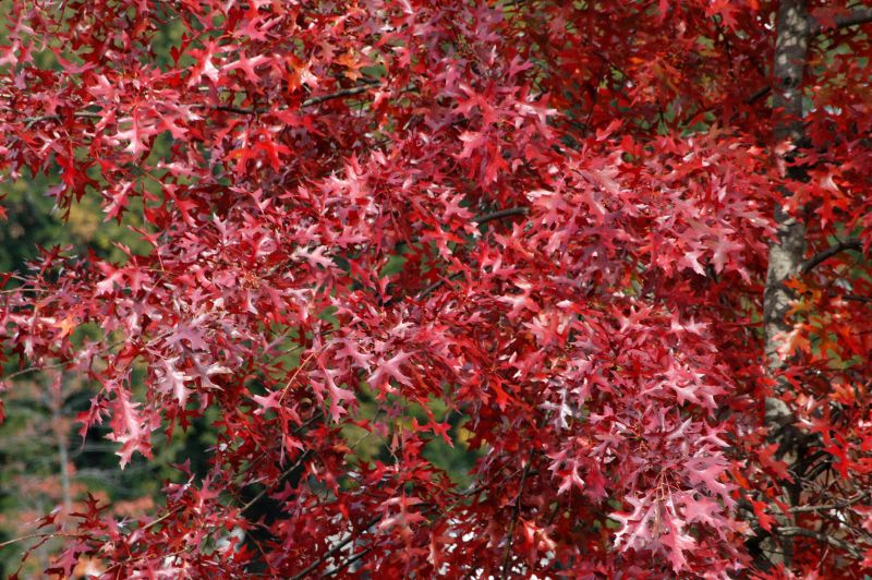 Quercus coccinea - Scharlach-Eiche