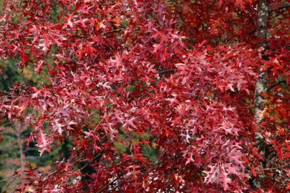 Quercus coccinea - Scharlach-Eiche