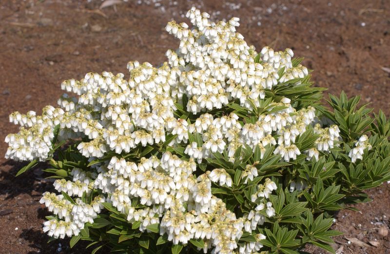 Pieris japonica 'Prelude' - Schattenglöckchen 'Prelude'